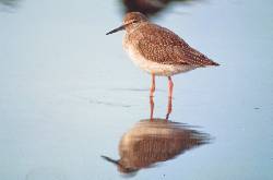 Severn Estuary Wading Birds