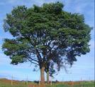 Copaifera Langsdorfii Diesel Tree