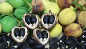 Buy high yield Jatropha Curcas seeds