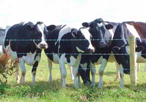 Cows generated biomass in their manure, and also release biogas
