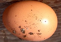 Hen's egg