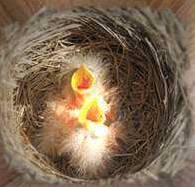 Nest box Camera view