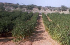 BioKing Jatropha Plantation