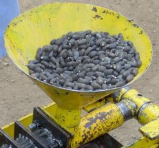 Press for extracting oil from jatropha seeds