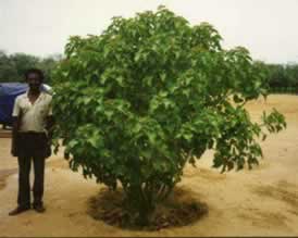 Jatropha Tree in Zimbabwe