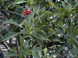 Jatropha, a crop grown for biodiesel