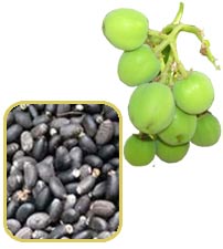 Jatropha - Grown as a biofuel / biodiesel crop