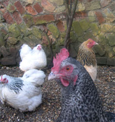 Artificial poultry lighting on a timer