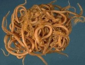 Roundworm Ascaris Lumbricoides.jpg