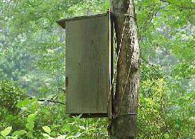 Wildlife Nesting Box in the Woods