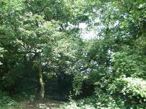 Woodland containing mature trees - carbon offset